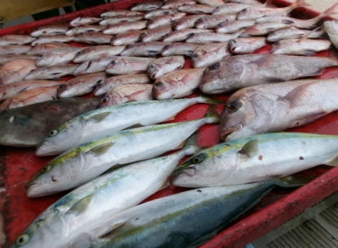 奥村釣船の2025年9月27日(土)4枚目の写真