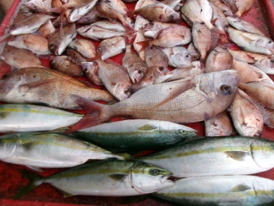 奥村釣船の2025年9月27日(土)5枚目の写真