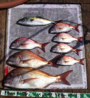 敏栄丸の2025年9月22日(月)1枚目の写真