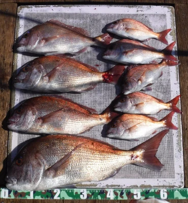 敏栄丸の2025年9月26日(金)2枚目の写真