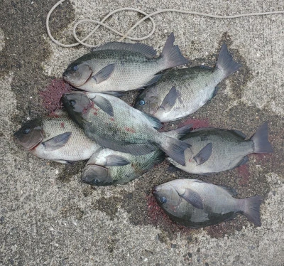 栄勇丸渡船の2025年9月28日(日)1枚目の写真