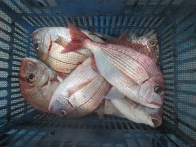 松福丸の2025年9月15日(月)2枚目の写真