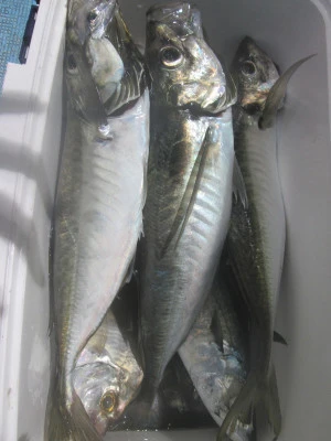 松福丸の2025年9月17日(水)1枚目の写真