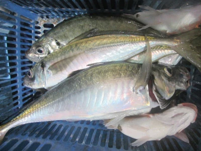 松福丸の2025年9月17日(水)2枚目の写真