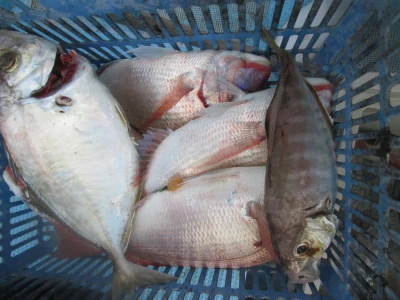 松福丸の2025年9月24日(水)2枚目の写真