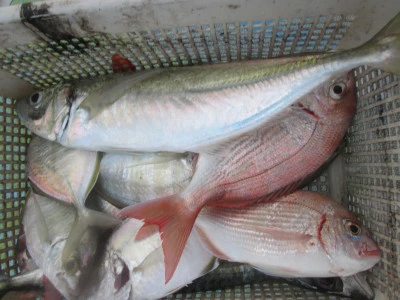 松福丸の2025年9月24日(水)4枚目の写真