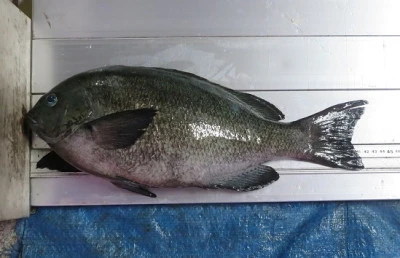 宮城野渡船の2025年9月29日(月)1枚目の写真