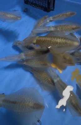 佑美丸の2025年9月27日(土)1枚目の写真