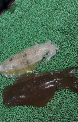 佑美丸の2025年9月27日(土)2枚目の写真