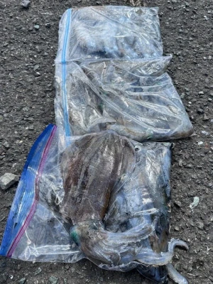 あみや渡船の2025年10月1日(水)4枚目の写真