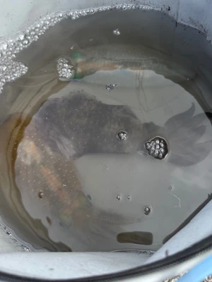 あみや渡船の2025年10月1日(水)5枚目の写真