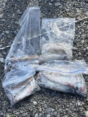 あみや渡船の2025年10月2日(木)2枚目の写真