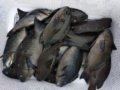 栄勇丸渡船の2025年10月4日(土)1枚目の写真