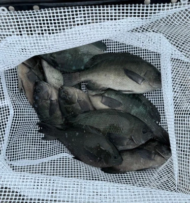 栄勇丸渡船の2025年10月4日(土)2枚目の写真