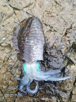 あみや渡船の2025年10月5日(日)4枚目の写真