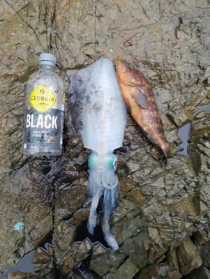 あみや渡船の2025年10月5日(日)5枚目の写真