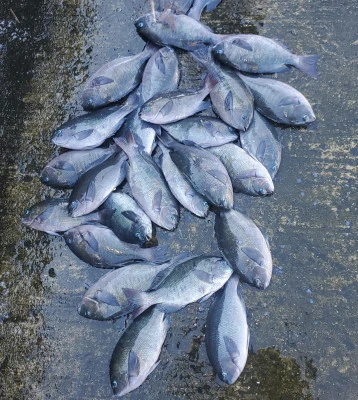 栄勇丸渡船の2025年10月5日(日)1枚目の写真