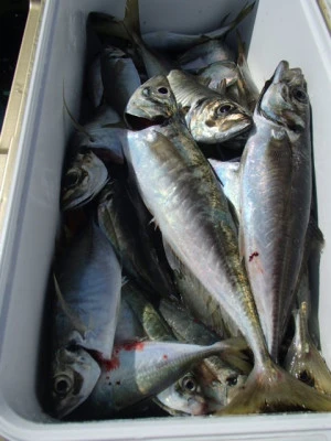 村井丸の2025年10月5日(日)5枚目の写真