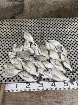 金丸渡船の2025年10月5日(日)1枚目の写真