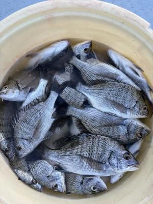 金丸渡船の2025年10月5日(日)2枚目の写真