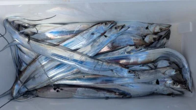 優誠丸の2025年10月5日(日)5枚目の写真