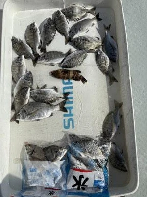 金丸渡船の2025年10月7日(火)2枚目の写真