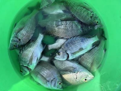 金丸渡船の2025年10月7日(火)3枚目の写真