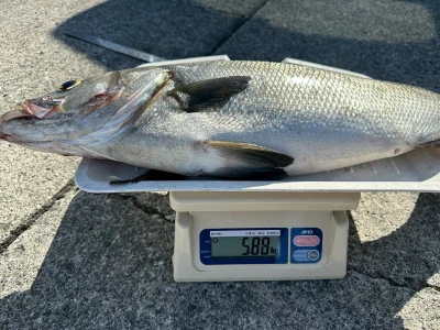 渡船民宿倉の下の2025年9月30日(火)2枚目の写真