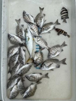 金丸渡船の2025年10月8日(水)2枚目の写真