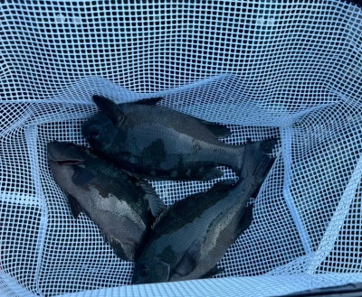 栄勇丸渡船の2025年10月10日(金)1枚目の写真