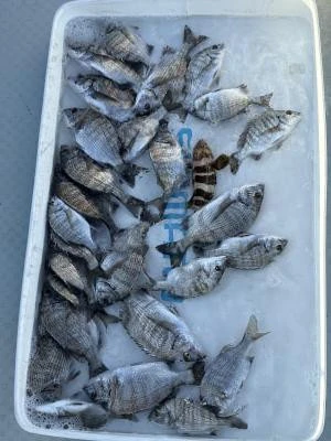 金丸渡船の2025年10月10日(金)1枚目の写真