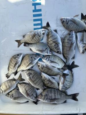 金丸渡船の2025年10月10日(金)2枚目の写真