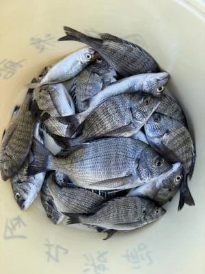 金丸渡船の2025年10月10日(金)3枚目の写真