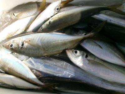 一郎丸の2025年9月25日(木)3枚目の写真