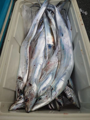 清家渡船の2025年10月11日(土)4枚目の写真