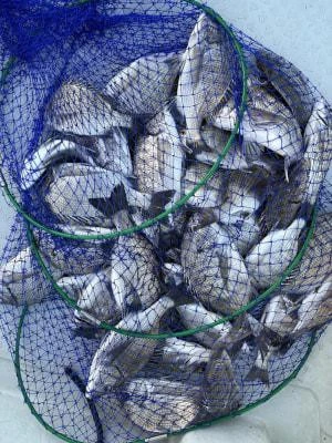 金丸渡船の2025年10月11日(土)2枚目の写真