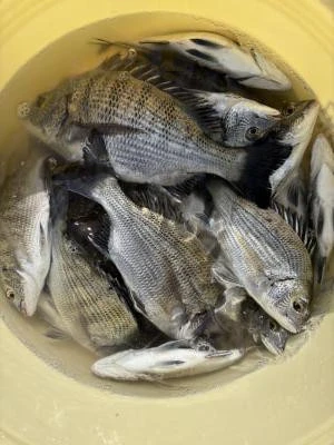 金丸渡船の2025年10月11日(土)4枚目の写真