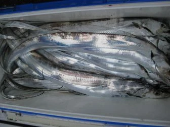 第二福徳丸の2025年10月12日(日)2枚目の写真