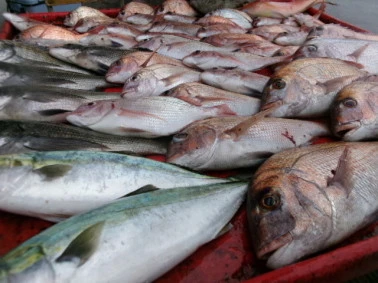 奥村釣船の2025年10月11日(土)3枚目の写真