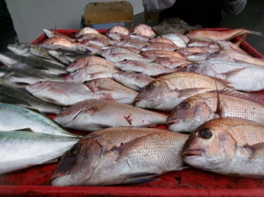 奥村釣船の2025年10月11日(土)4枚目の写真