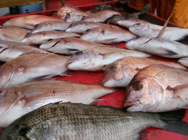 奥村釣船の2025年10月11日(土)5枚目の写真