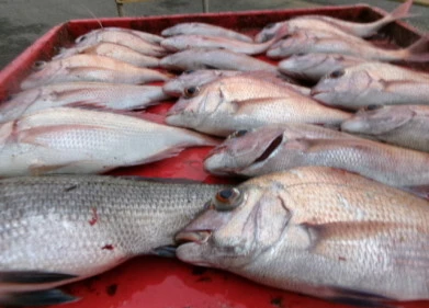 奥村釣船の2025年10月10日(金)4枚目の写真