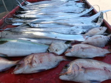 奥村釣船の2025年10月9日(木)1枚目の写真