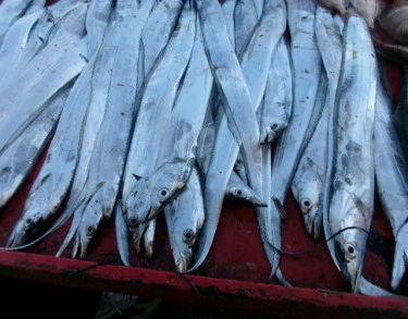 奥村釣船の2025年10月9日(木)2枚目の写真