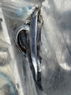 遊漁船響の2025年10月13日(月)5枚目の写真