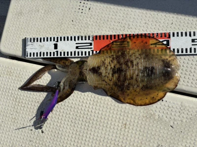 遊漁船響の2025年10月11日(土)2枚目の写真