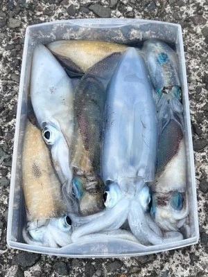 あみや渡船の2025年10月14日(火)3枚目の写真