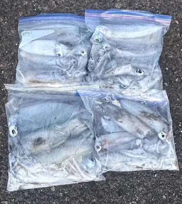 あみや渡船の2025年10月14日(火)4枚目の写真