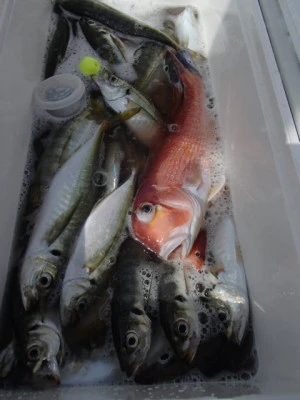 村井丸の2025年10月15日(水)5枚目の写真