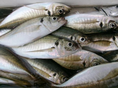 一郎丸の2025年10月15日(水)2枚目の写真